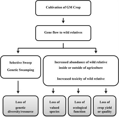 The Integration of Science and Policy in Regulatory Decision-Making: Observations on Scientific Expert Panels Deliberating GM Crops in Centers of Diversity